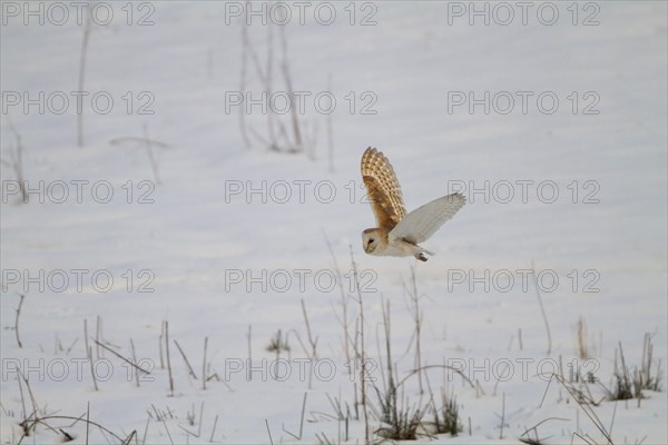 Barn Owl