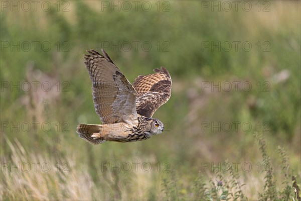 Eurasian eagle-owl