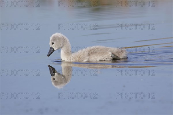 Mute Swan