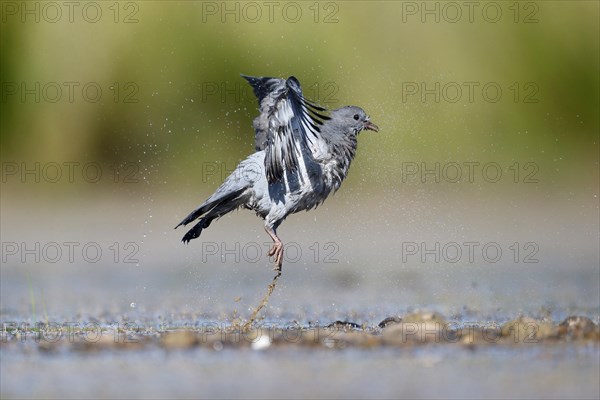 Stock Dove