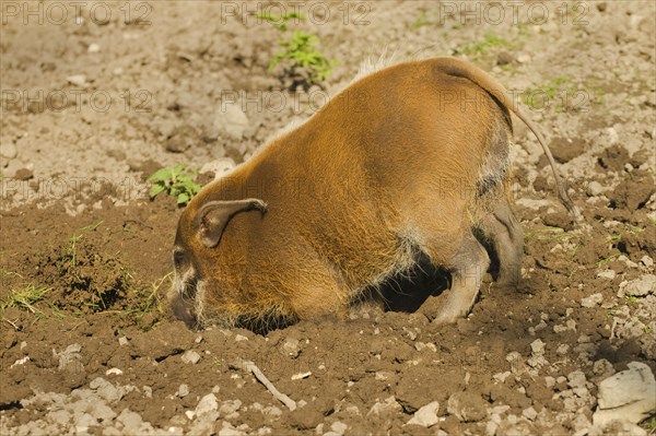 Red red river hog