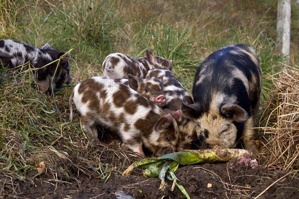 Kune Kune Pigs