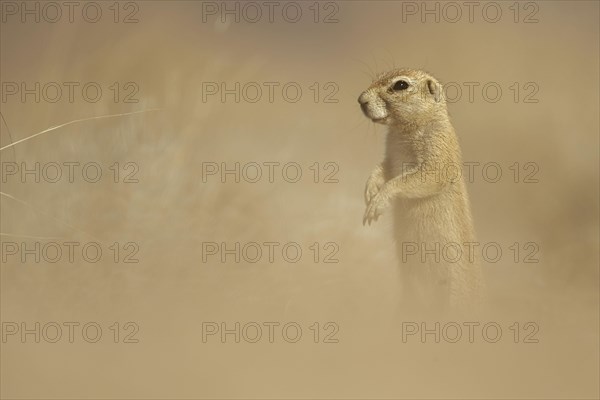 Cape Ground Squirrel