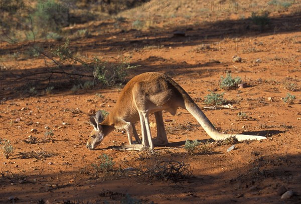 Red kangaroo