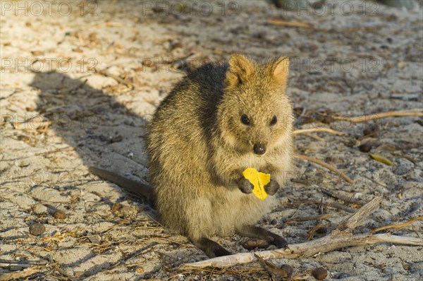 Quokka