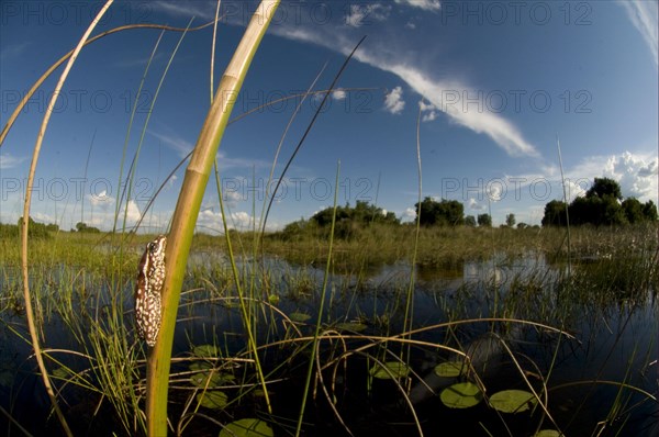 Marbled Reed Frog