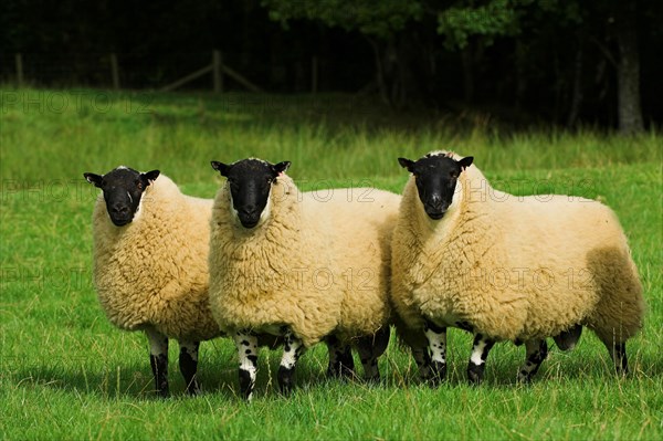 Domestic Sheep