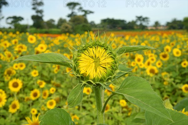 Sunflower