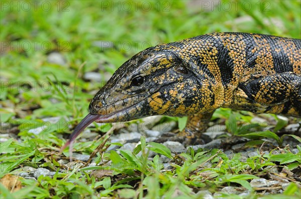 Common Tegu adult