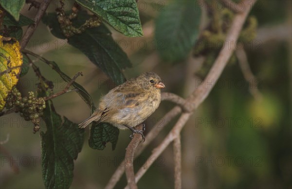 Medium tree finches