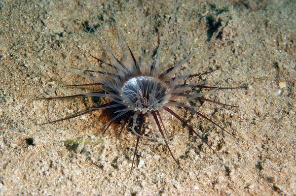 Lesser cylinder anemones