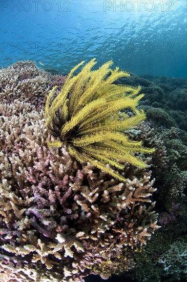 Feather star