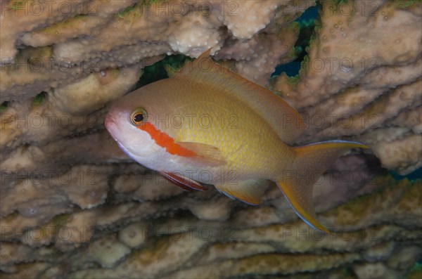 Flagfish