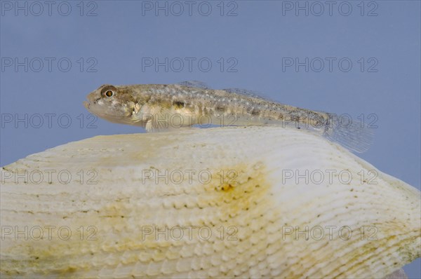 Black shadow goby