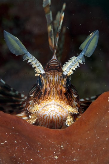 Pacific red lionfish