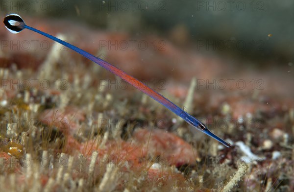 Janss' Pipefish