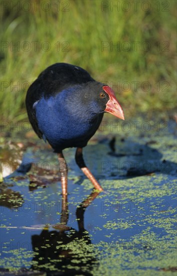 Purple partridge