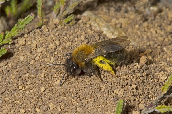 Sand bee