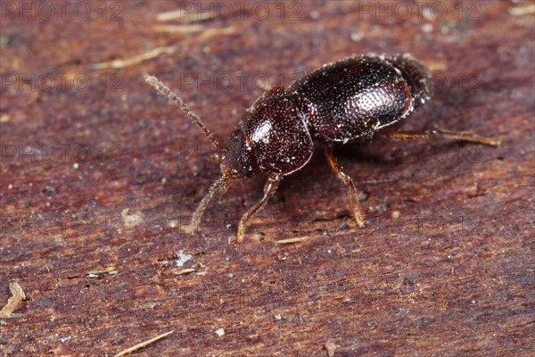 Rove Beetle