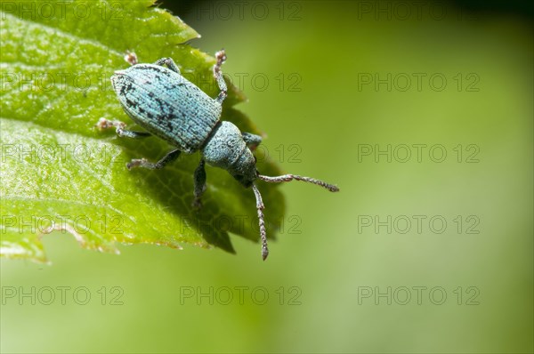 Nettle Weevil