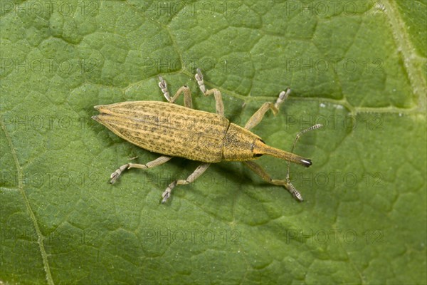 Slender marsh weevil