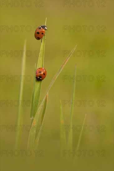 Seven-spot Ladybird