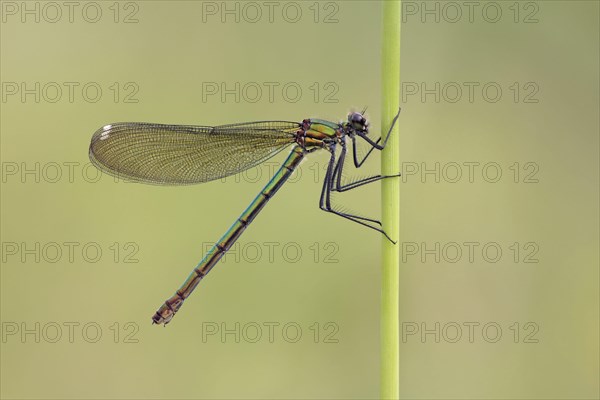 Banded Demoiselle