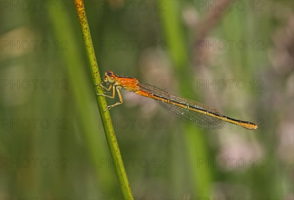 Scarce Blue-tailed Damselfly