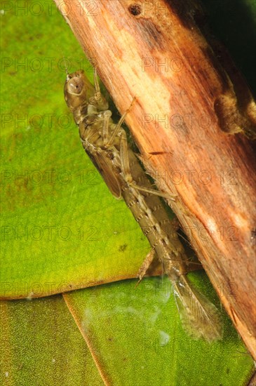 Small small red damselfly