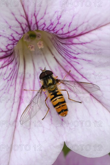 Grove hoverfly