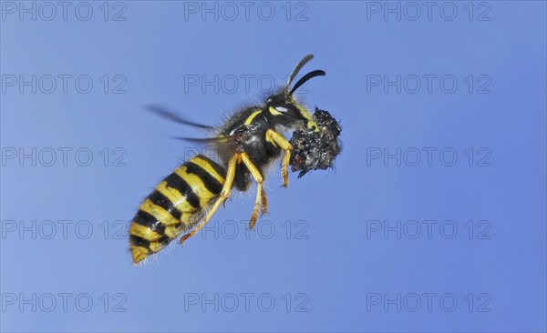 Paravespula vulgaris