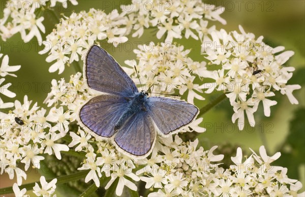 Common Blue