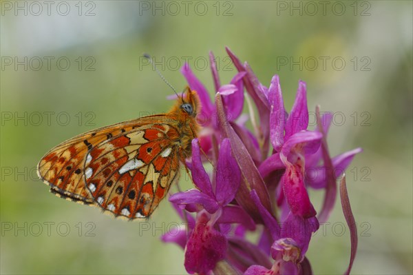 Pearl-bordered pearl-bordered fritillary