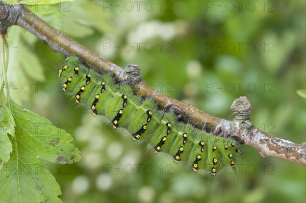 Small emperor moths