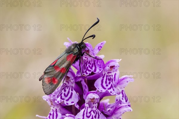 Six-spot burnet