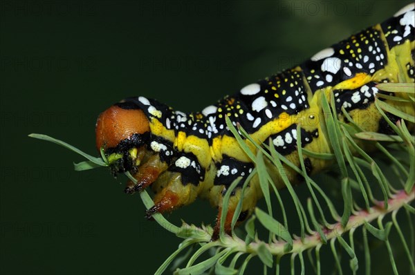 Adult larva of the spurge hawk-moth