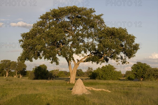 Lead Tree and Termite Mound Okavango Delta