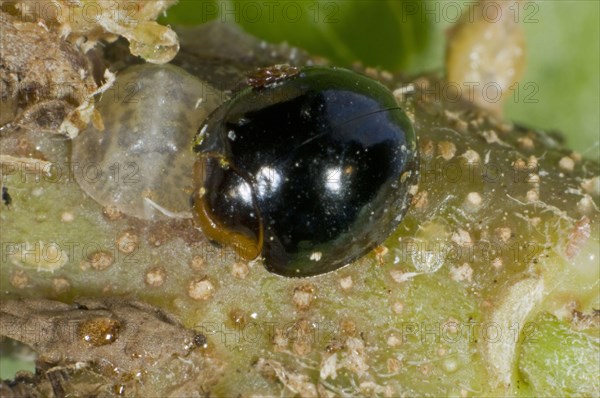 Black ladybird