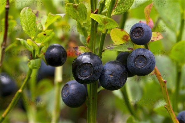 Bilberry