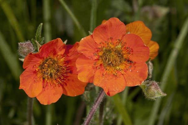 Scarlet avens