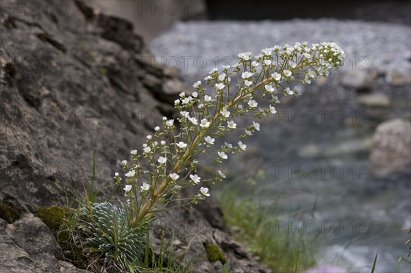 Pyrenean saxifrage