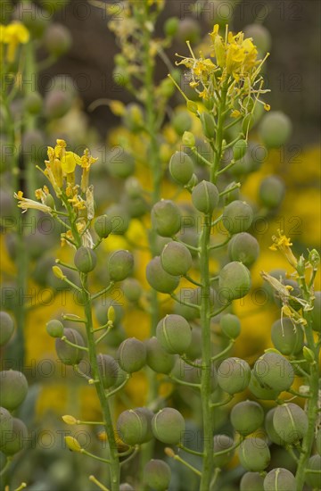 Greek bladderwort