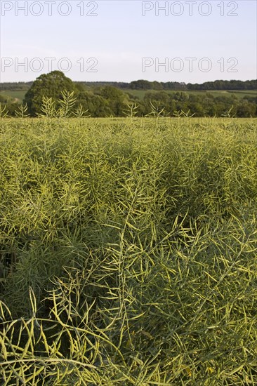 Harvest of oilseed rape