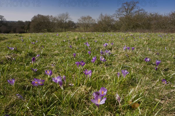 Spring crocus