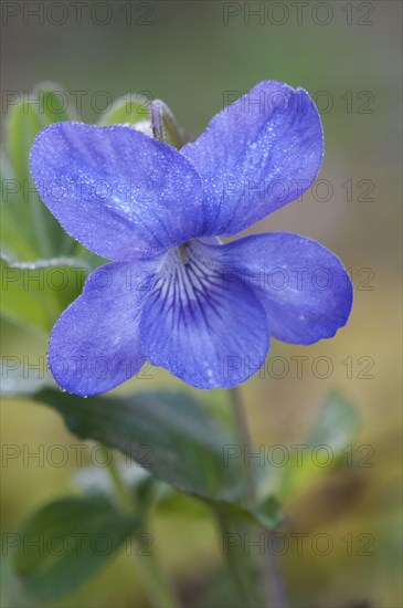 Common Dog Violet