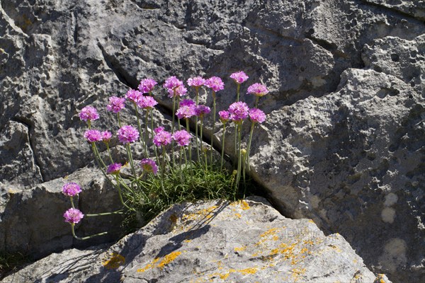 Beach carnation