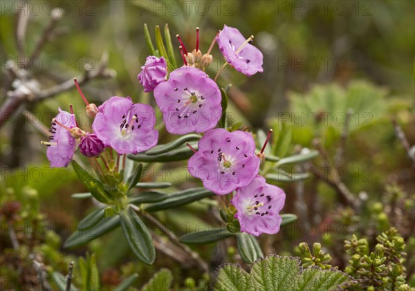 Bog-laurel