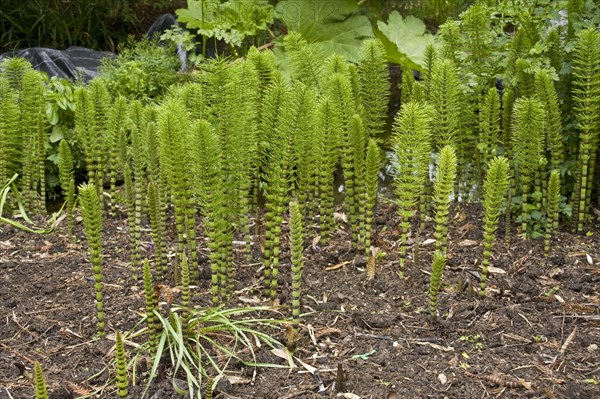 Great horsetail