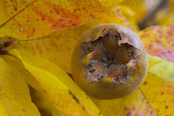 Common medlar