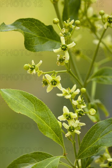 Euonymus europa